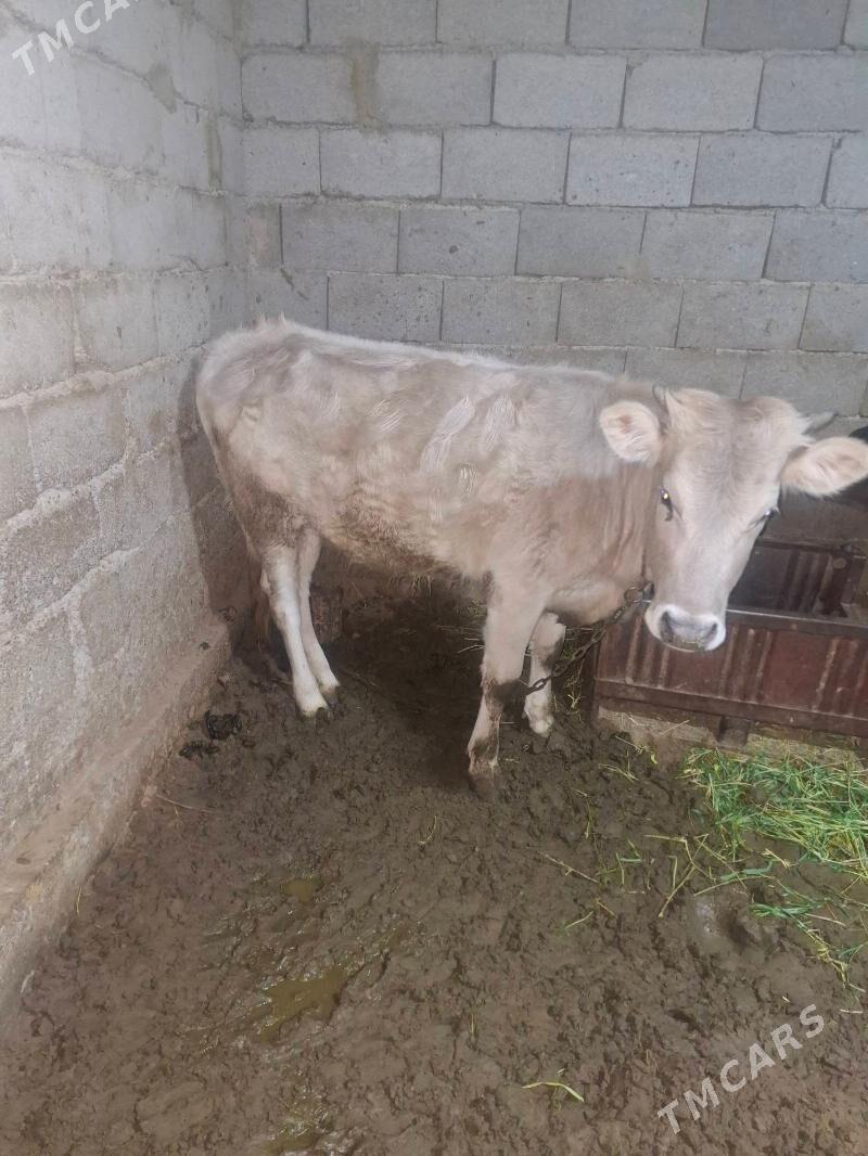 Tuwe - Gökdepe - img 1