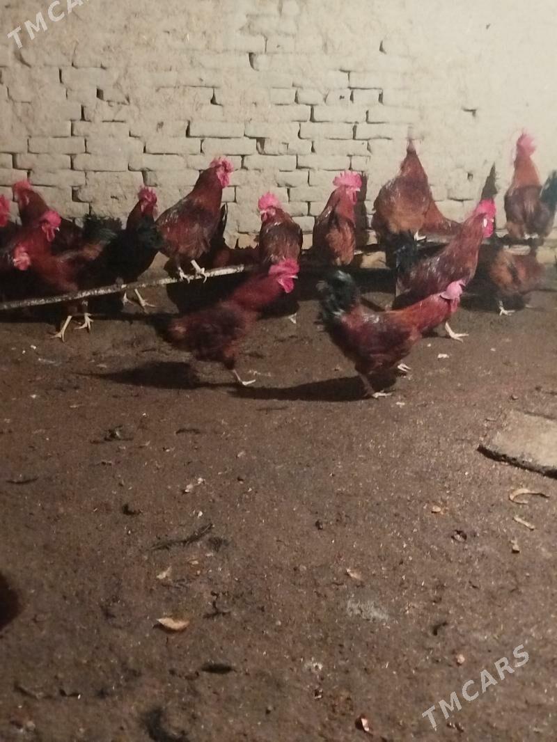 horaz - Шабатский этрап - img 1