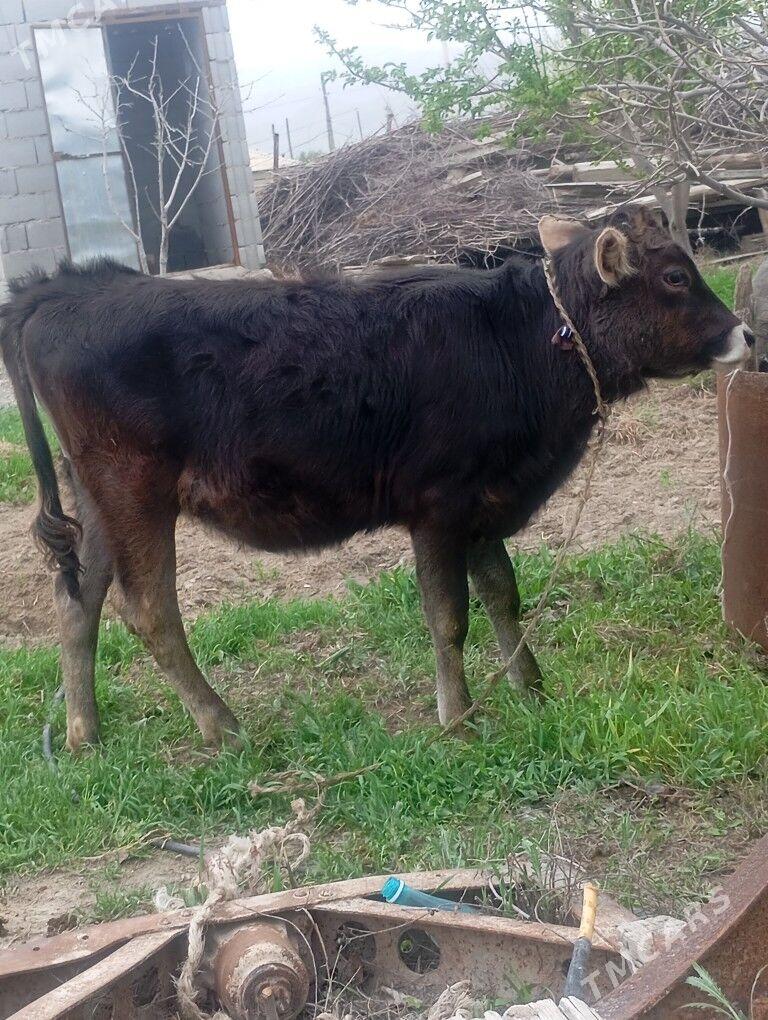 tuwe - Bäherden - img 1