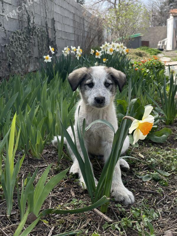 щенок gujuk - Ашхабад - img 1