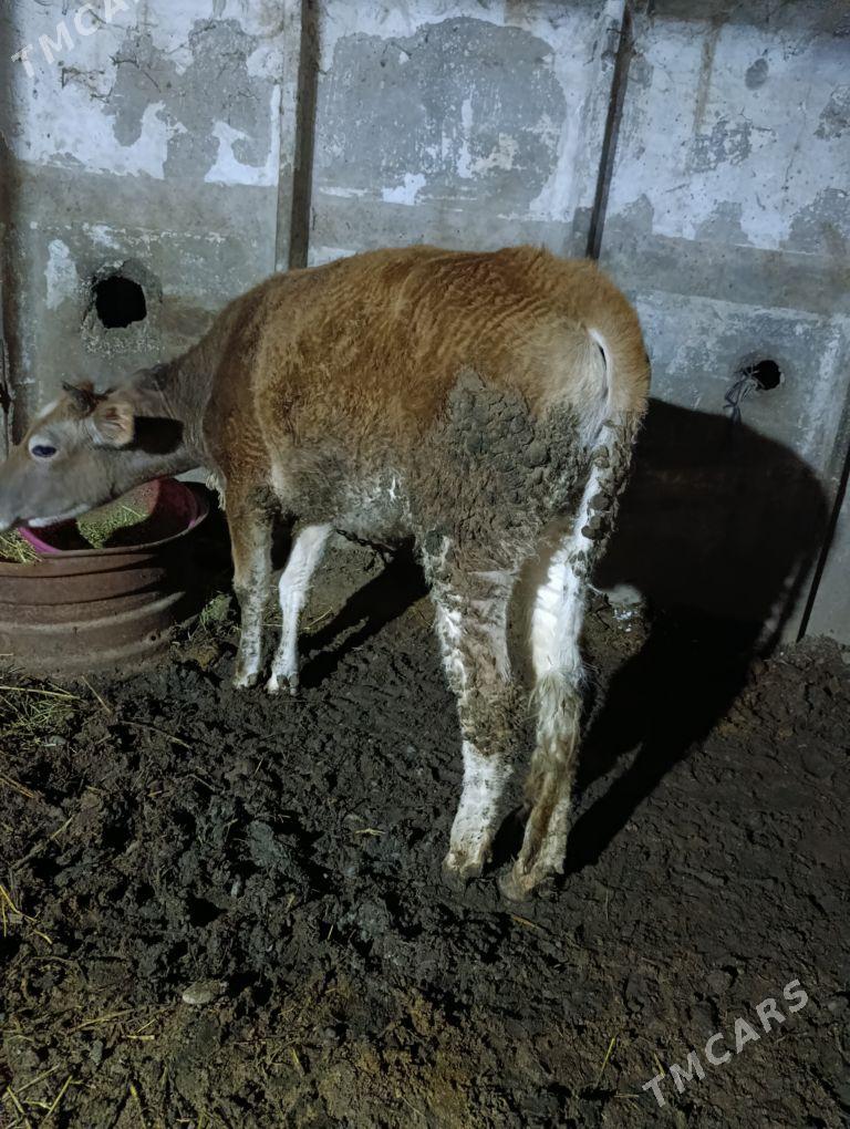 tuwe - Яшлык - img 1