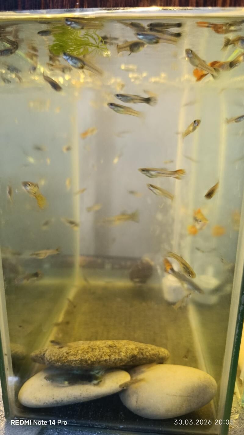 Аквариумные рыбки.БЕСПЛАТНО! - Türkmenabat - img 1