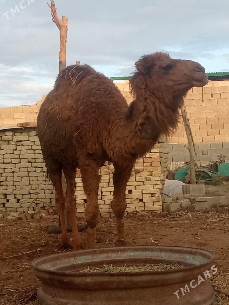 ogşuk - Бахарден - img 1