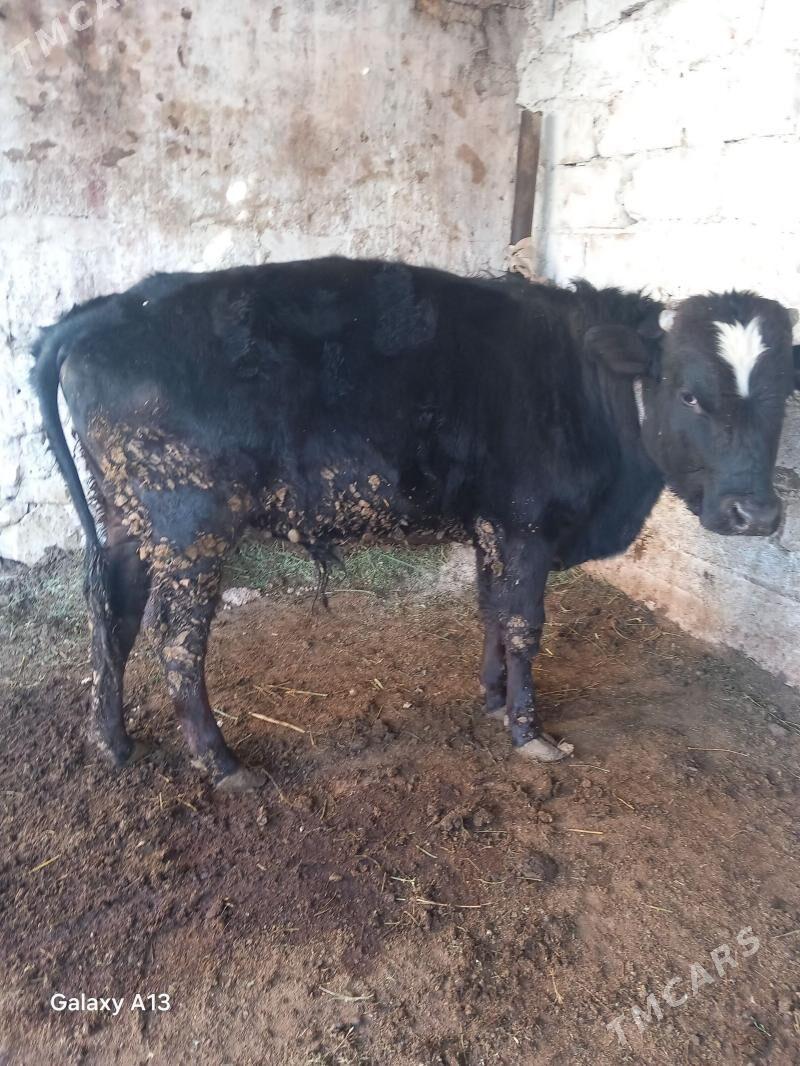 gbrit okuz - Balkanabat - img 1