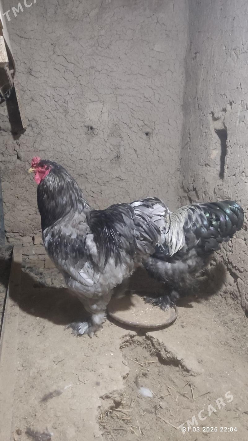 Brama horazlar - Baýramaly - img 1