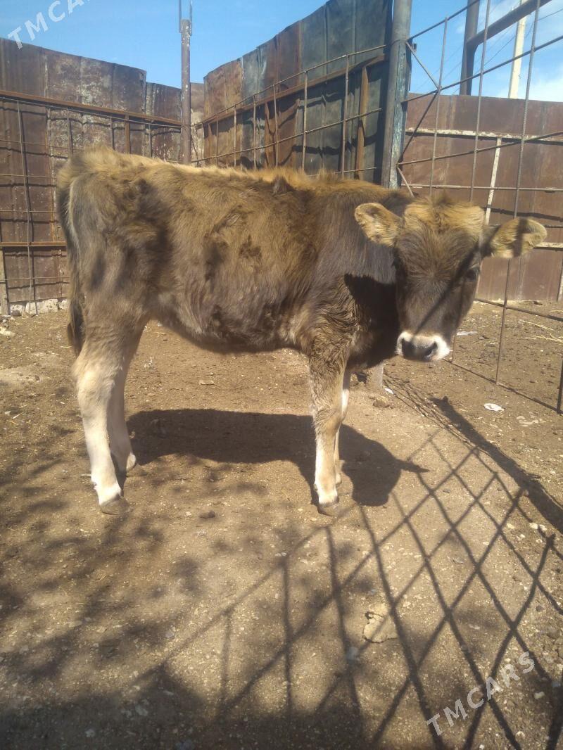 Tohum gacar - Балканабат - img 1