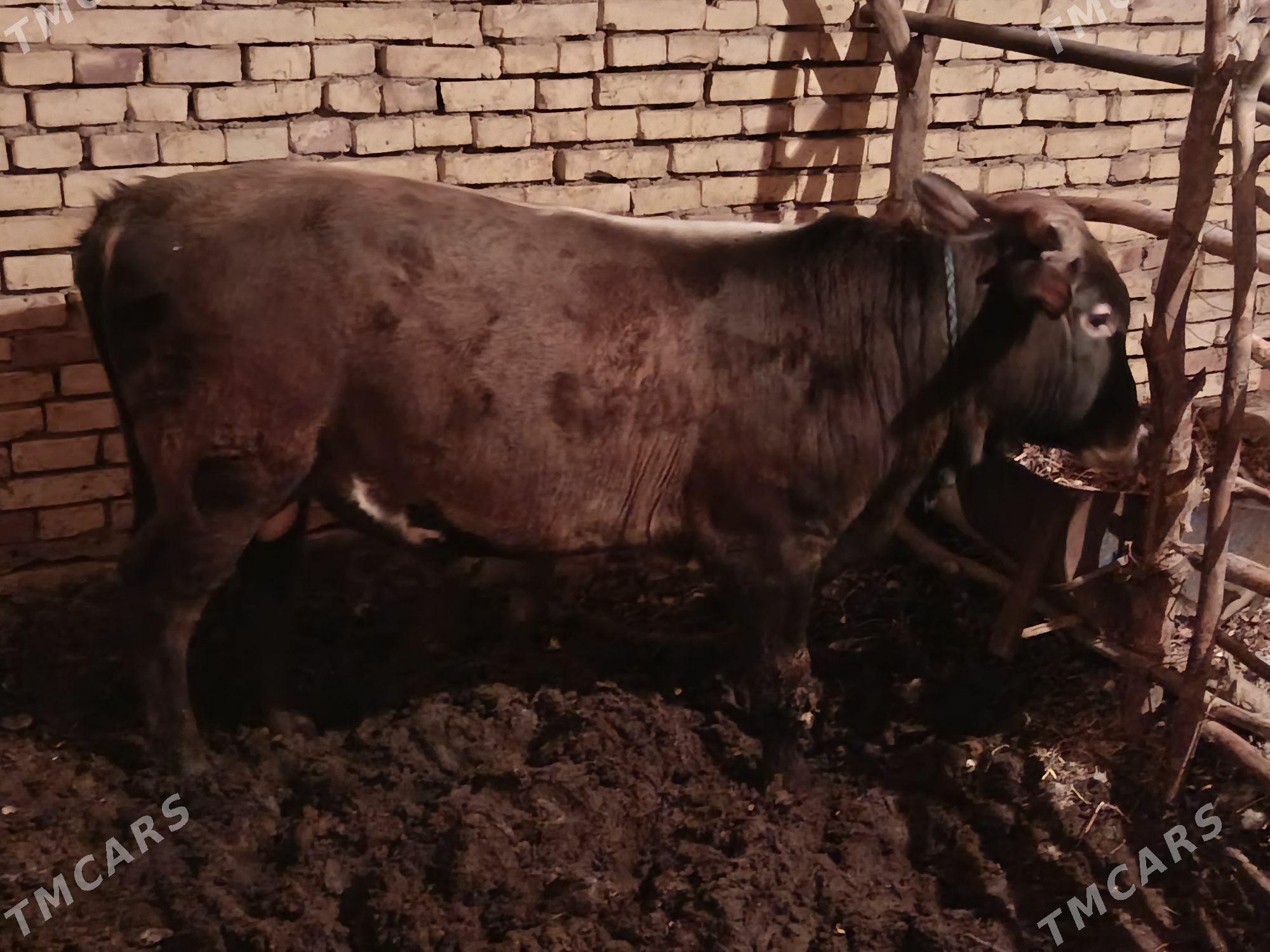 okuz - Каракумский этрап - img 1