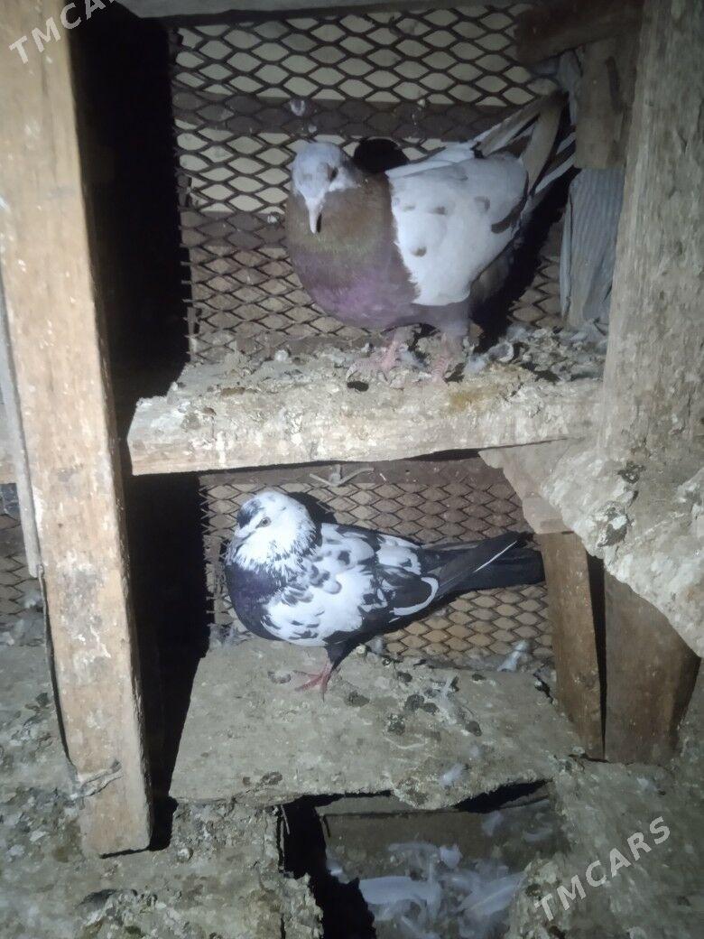 Kepderi - Mary - img 1