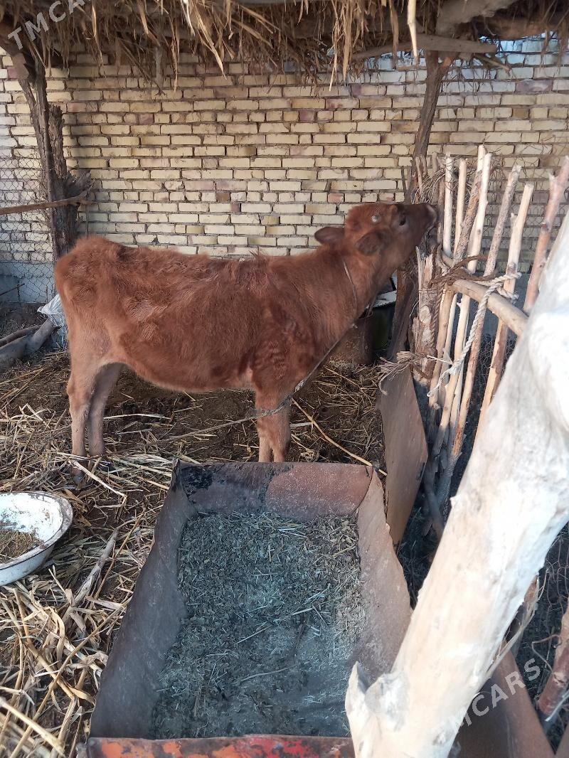 gacar - Köneürgenç - img 1