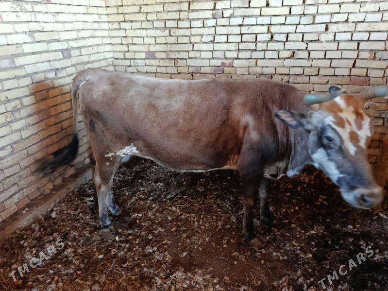 bakylan sygyr - Garagum etraby - img 1