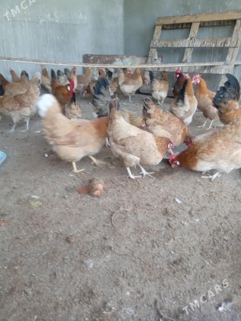 towuk - Гёкдепе - img 1