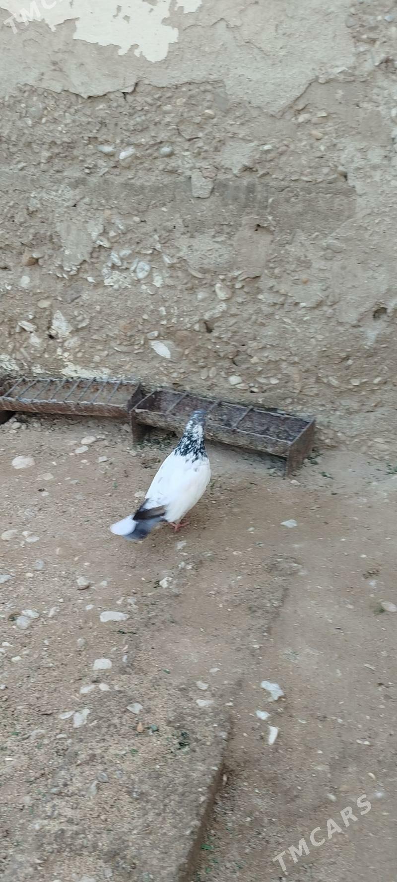 kepderi dubay - Balkanabat - img 1