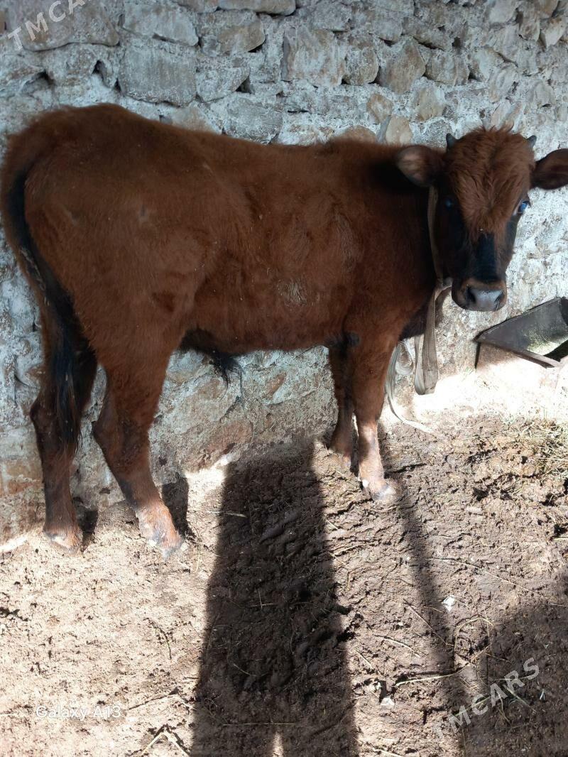 semiz okuz - Балканабат - img 1