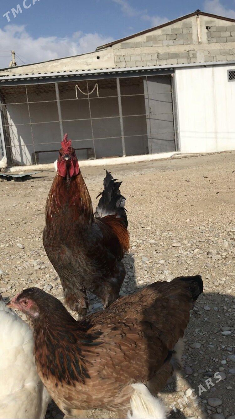 Horoz - Balkanabat - img 1