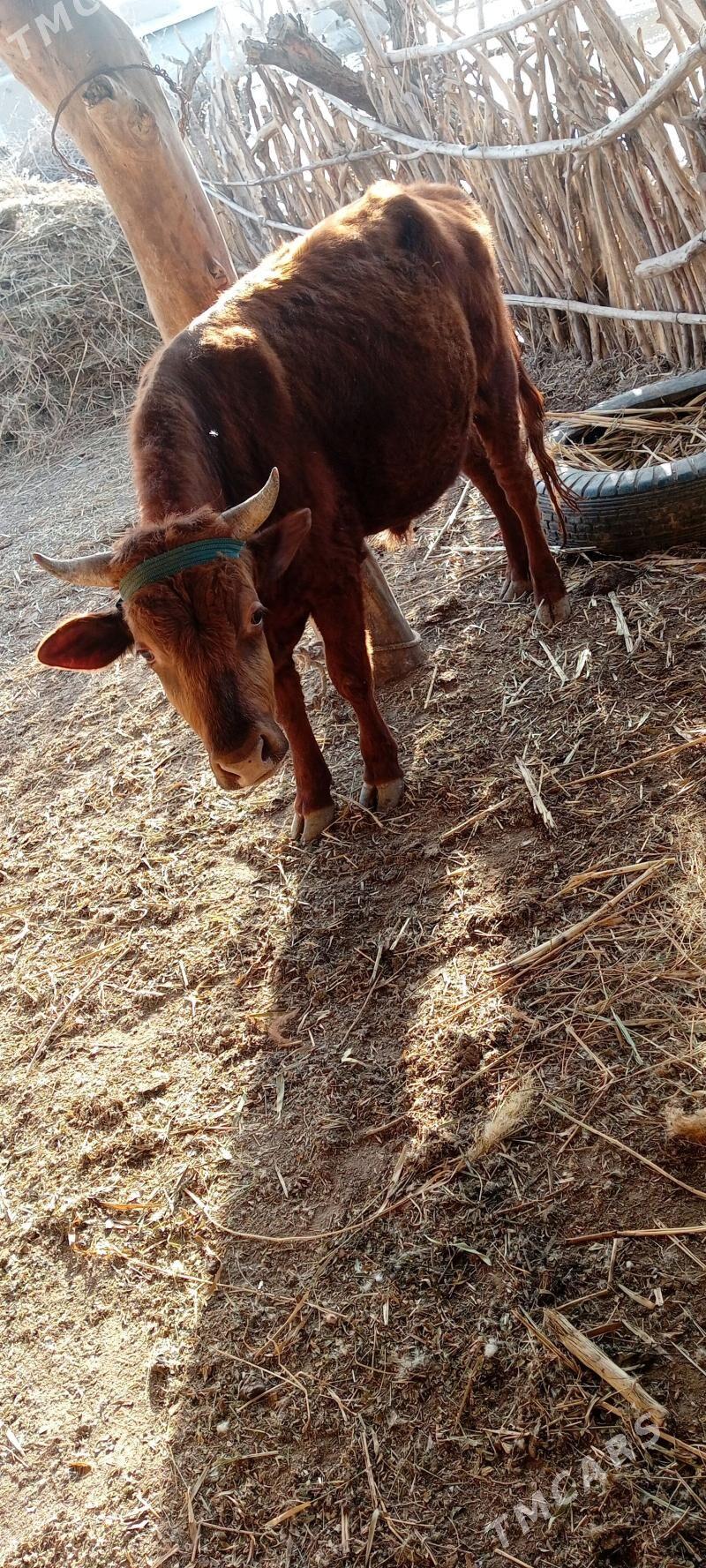 okije - Akdepe - img 1