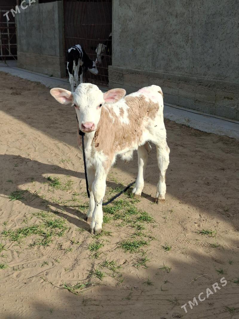 SİMMENTAL ÖKZÇE - Анев - img 1