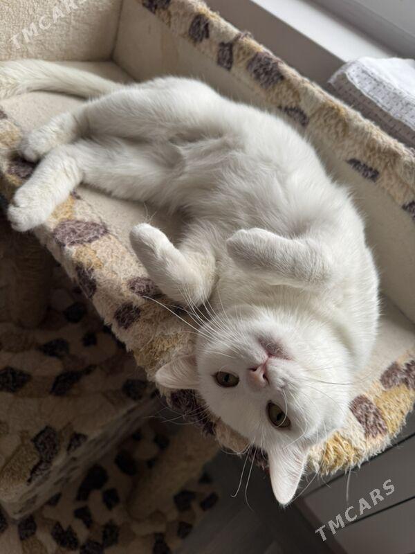 в добрые руки - Aşgabat - img 1