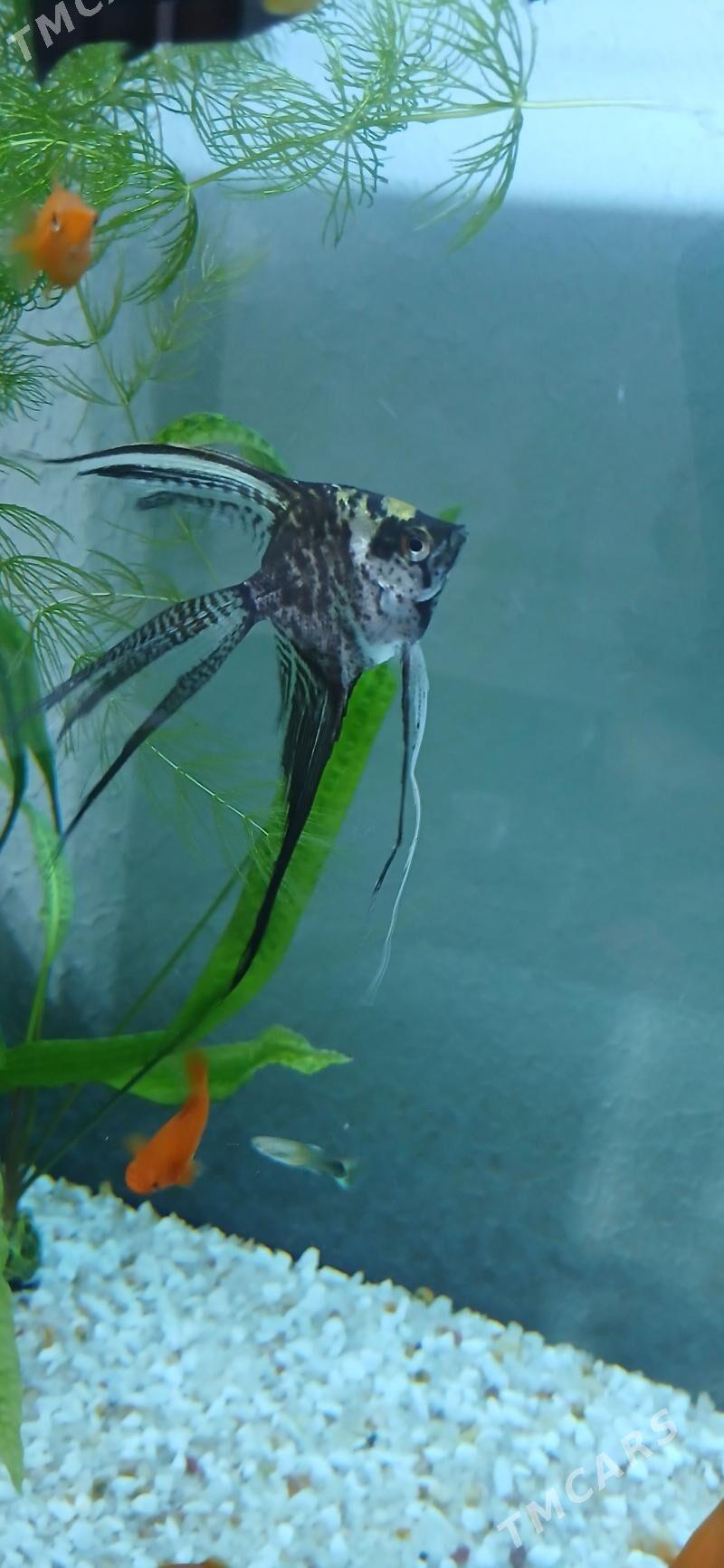 Скалярий - Türkmenbaşy - img 1