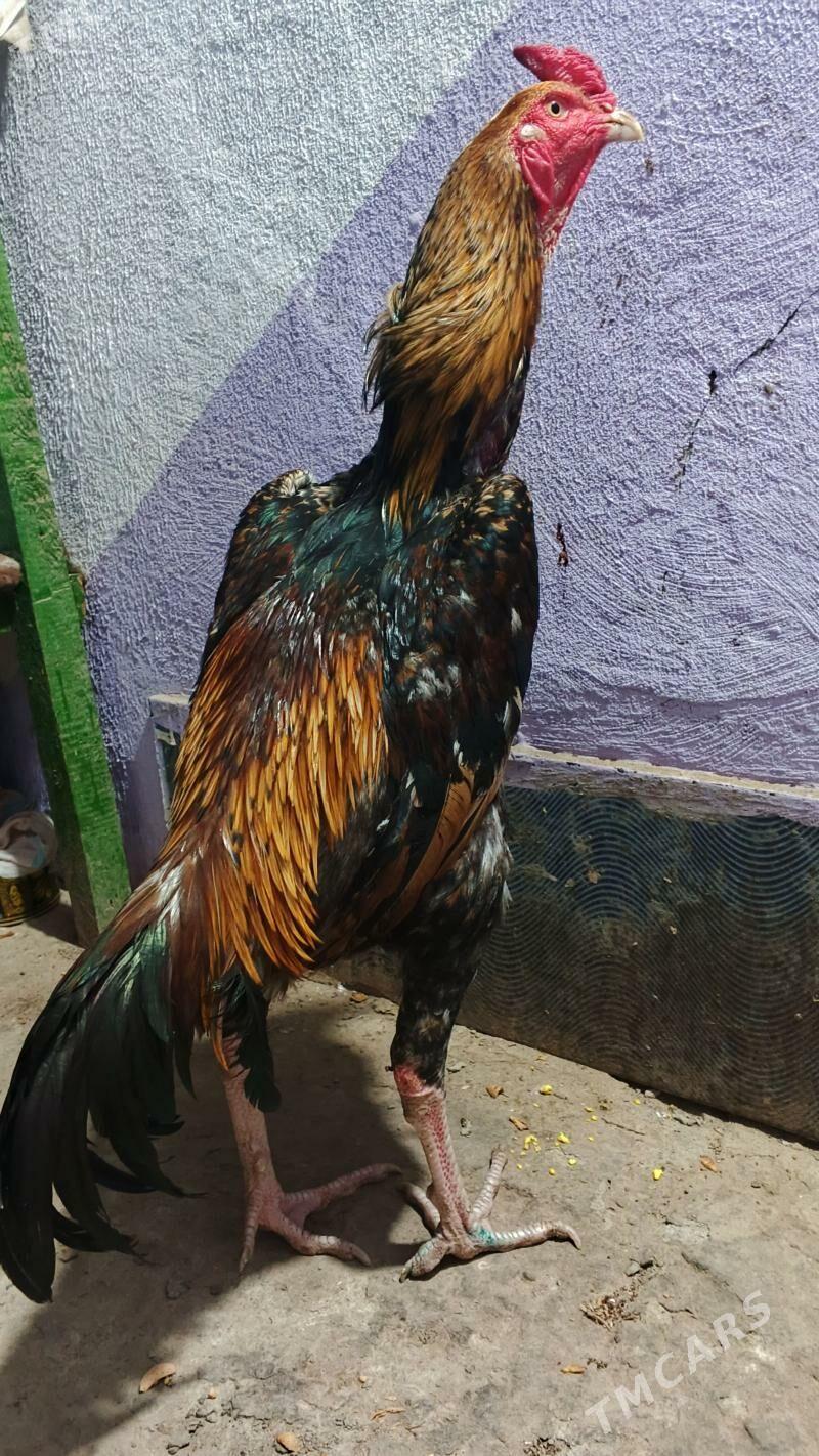 juje - Hojambaz - img 1