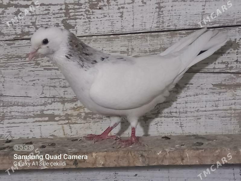 Kepderi - Гёкдепе - img 1