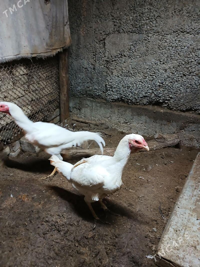 Taskent Ak - Чоганлы - img 1