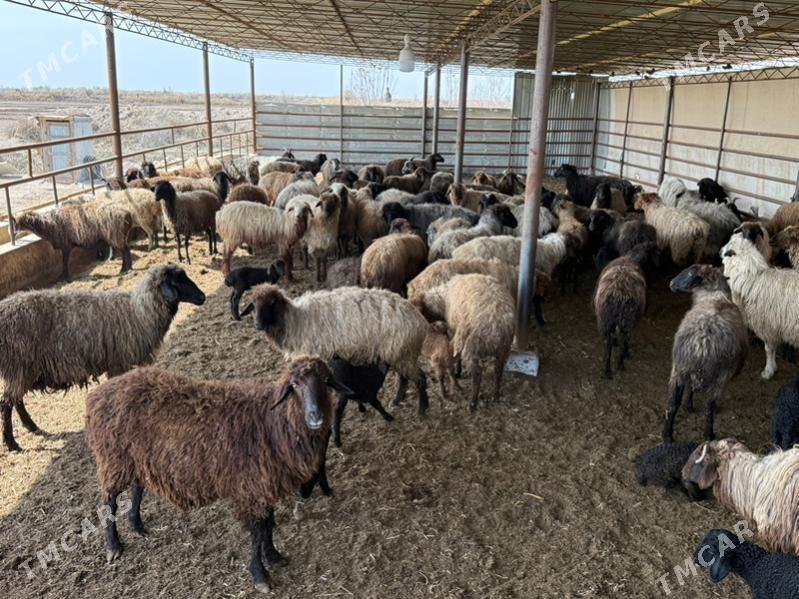 guzuly goyun - Саят - img 1