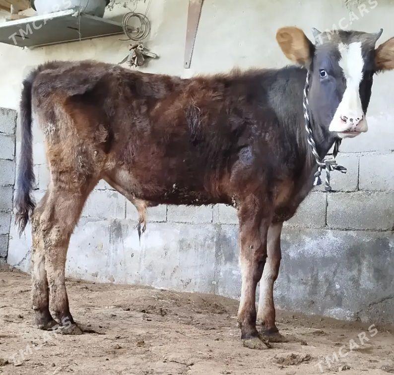 okuz - Ашхабад - img 1