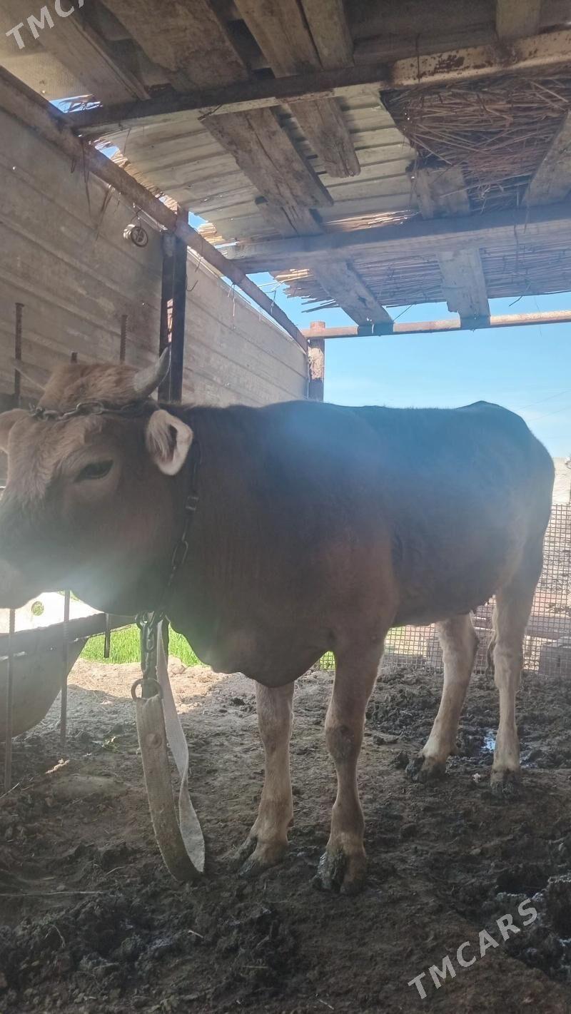 Bogaz tüwe - Гёкдепе - img 1