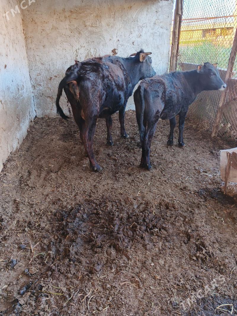 göleli sygyr - Wekilbazar - img 1