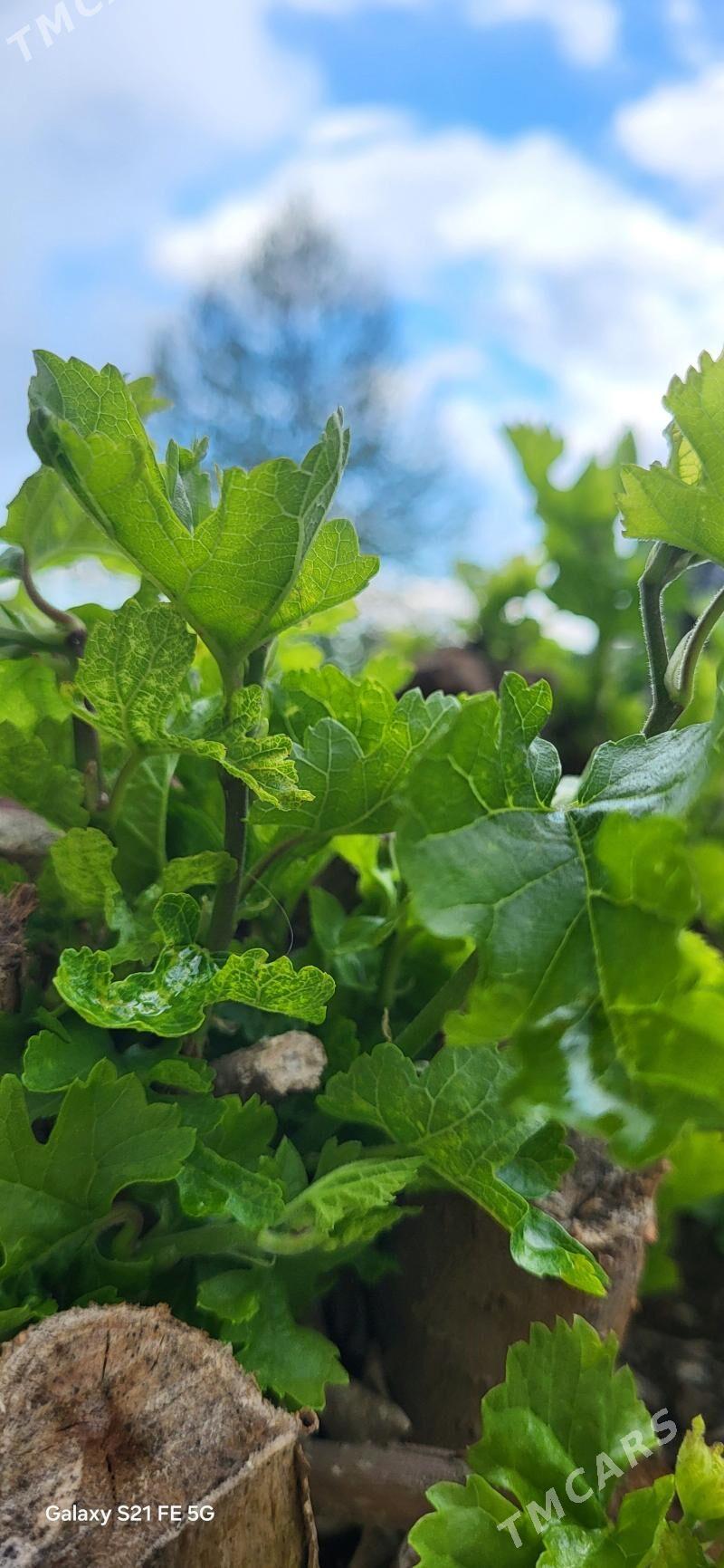 Gokdepede islejek oglon gerek - Gökdepe - img 1