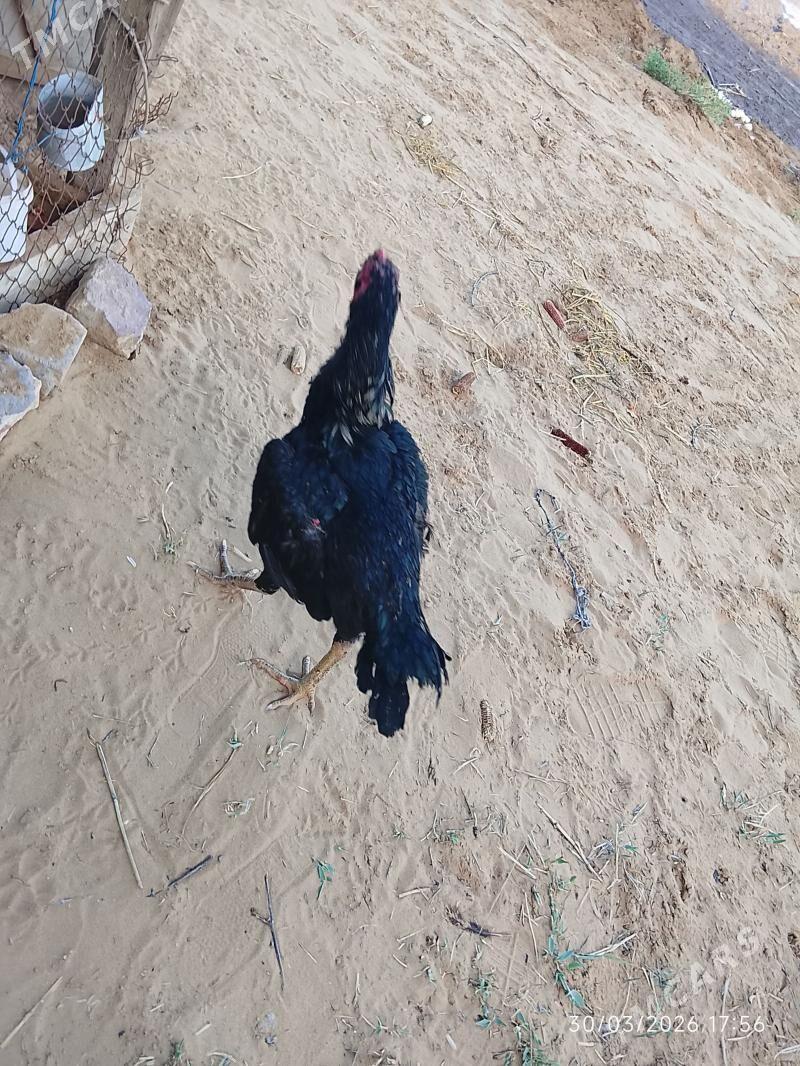 Bayes jujye - Farap - img 1