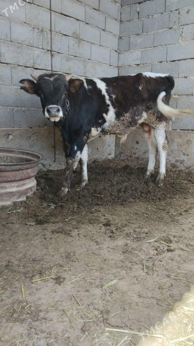 Ökuz - Bäherden - img 1