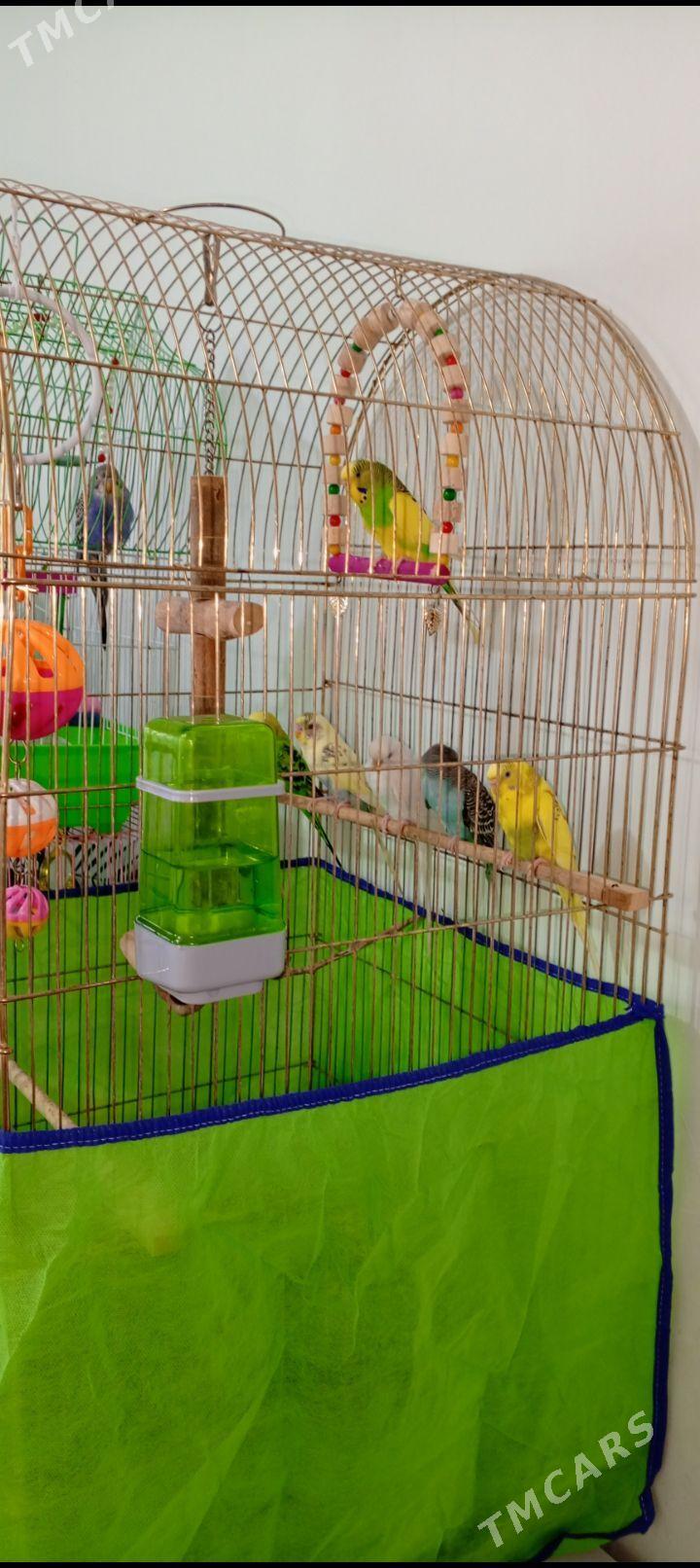 papugay satlik - Дашогуз - img 1