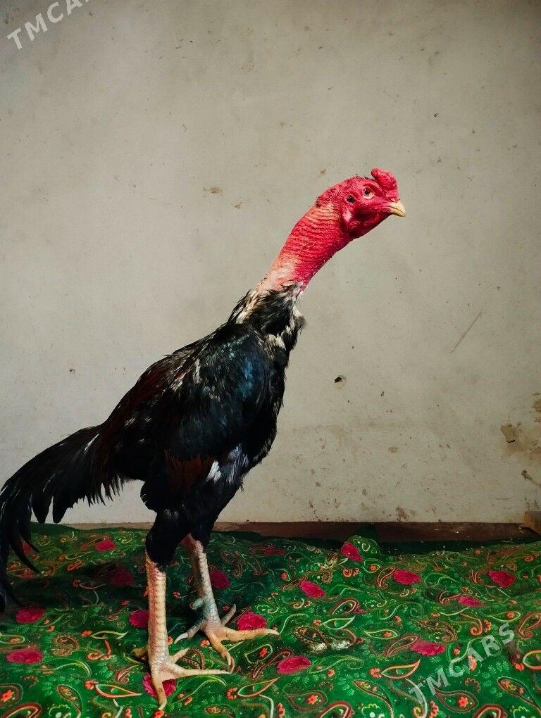 Хораз - Daşoguz - img 1