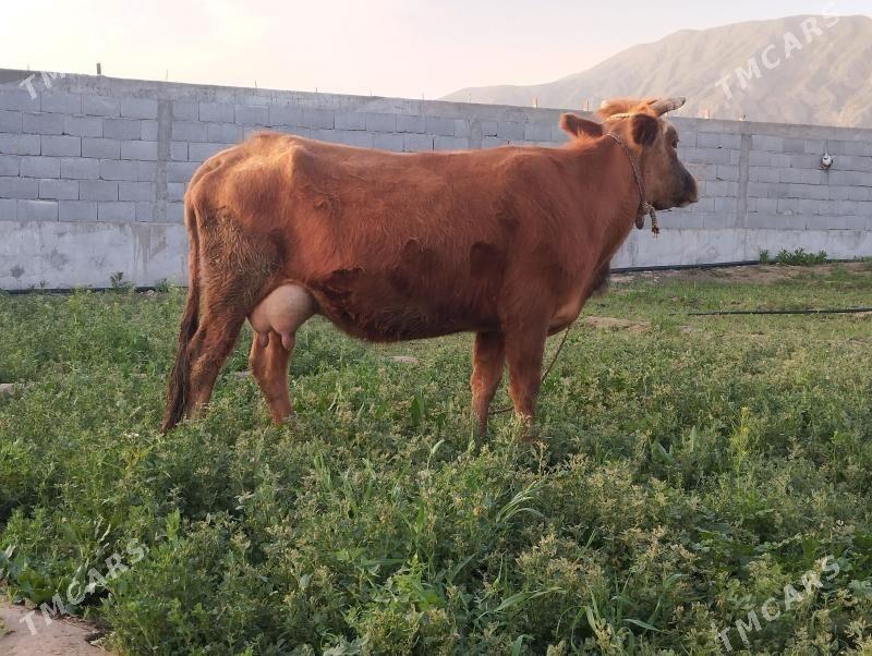 goleli sigir - Gökdepe - img 1