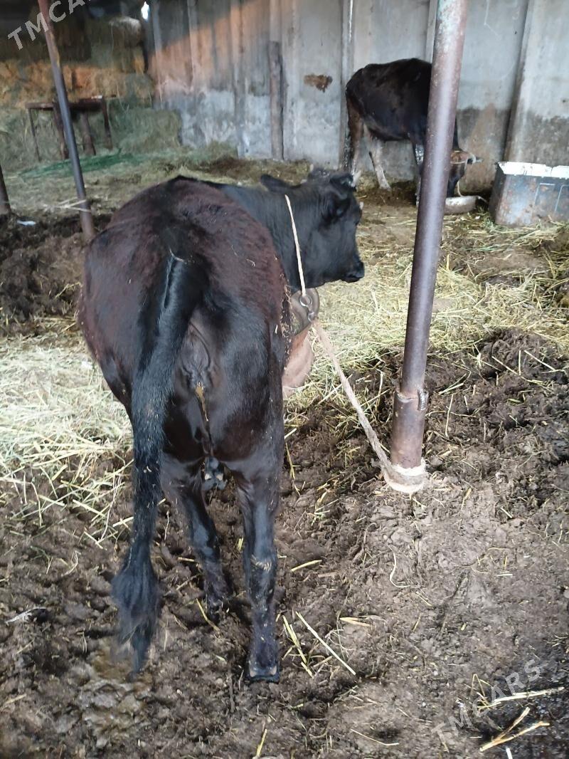 tüwe - Ýaşlyk - img 1