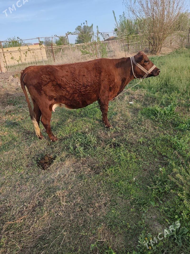 yetik bogaz - Туркменабат - img 1