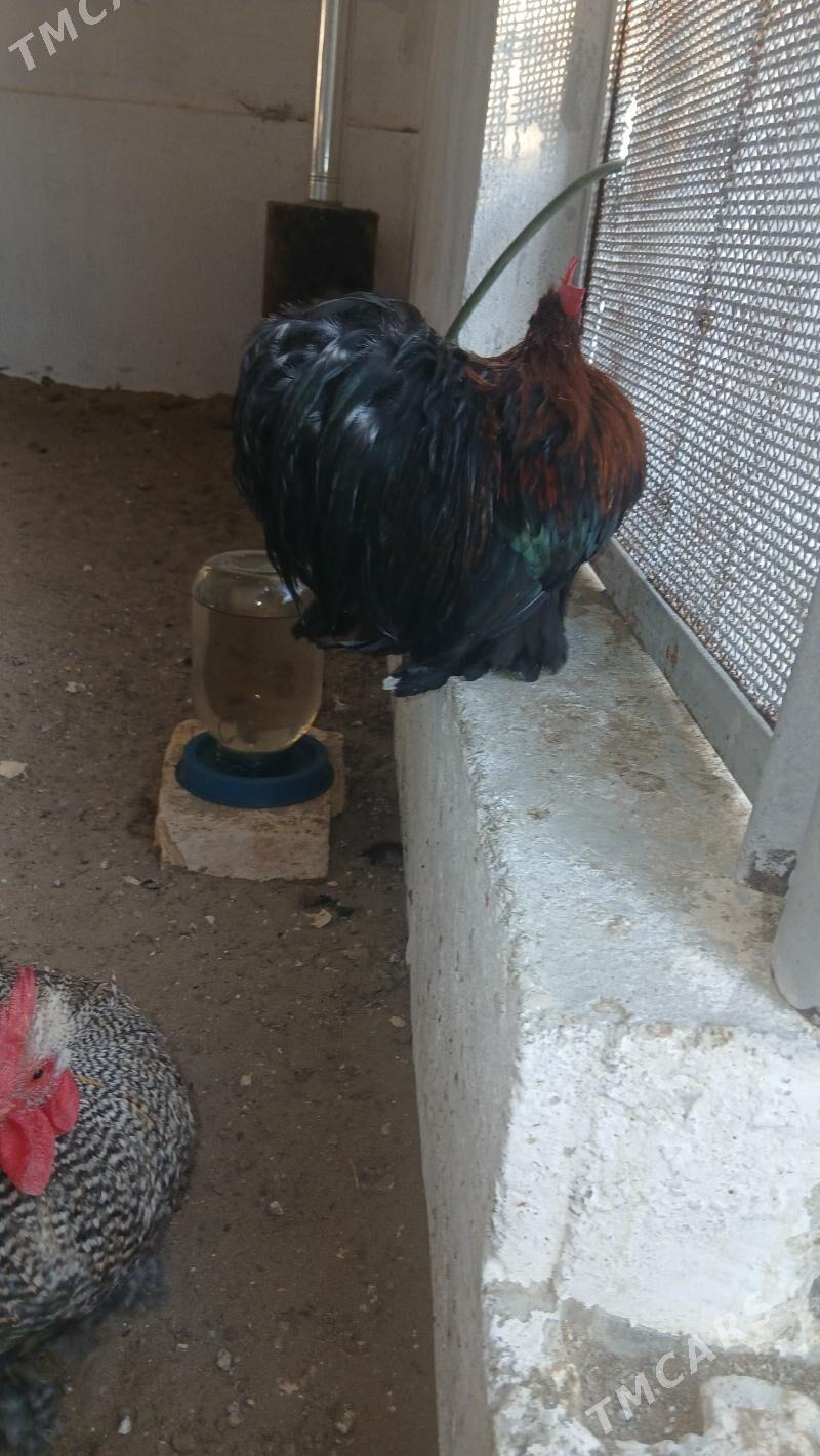 karlik kohin - Балканабат - img 1