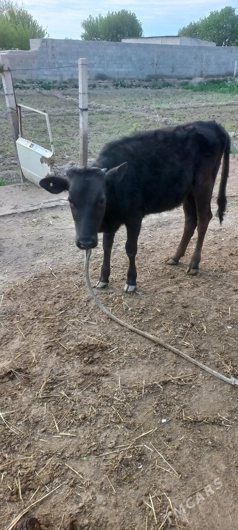 sygyr - Kaka - img 1