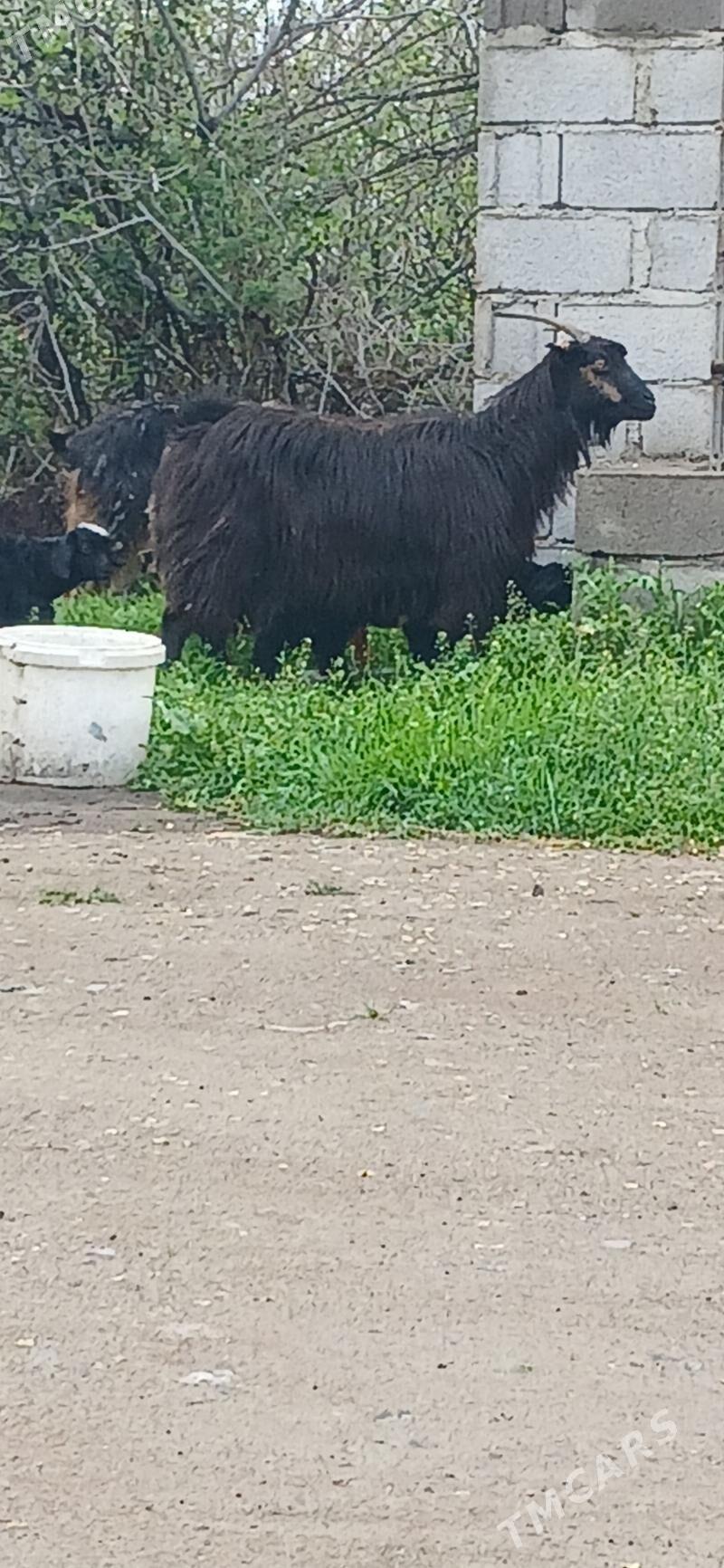 owlakly geci - Бахарден - img 1