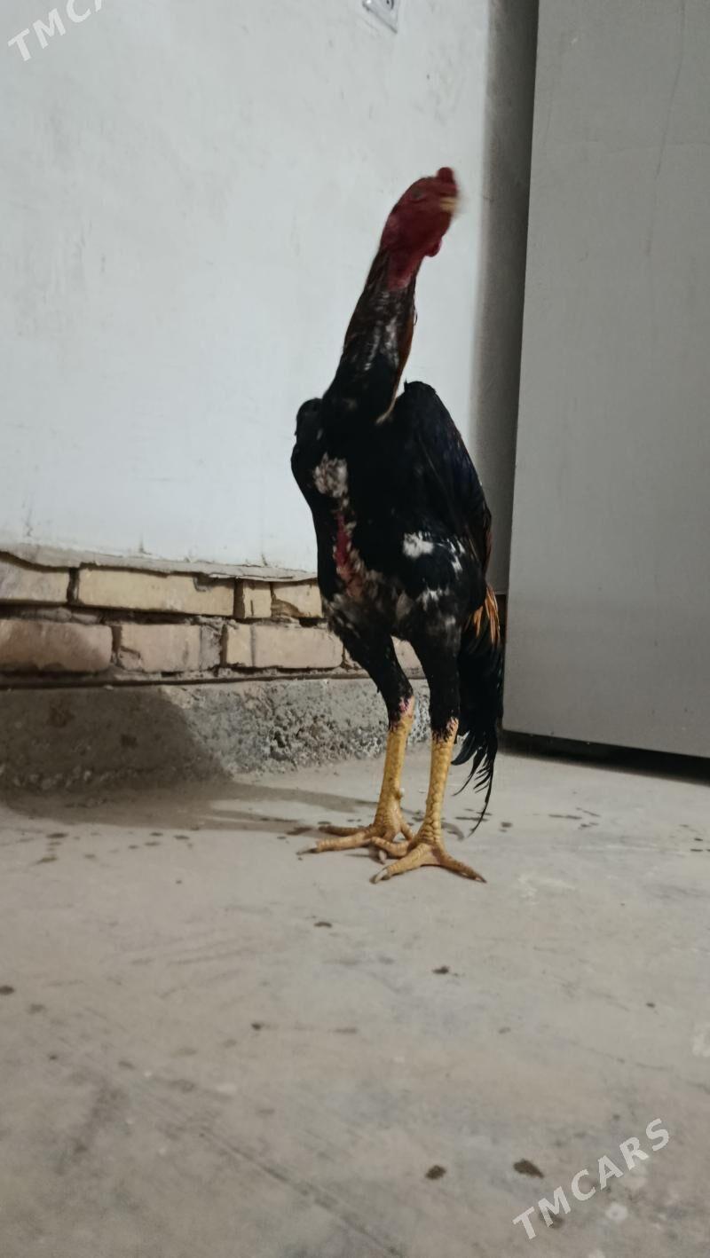 paroda horaz - Гурбансолтан Едже - img 1