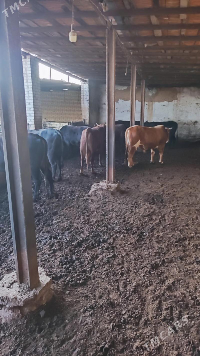 bakylan okuzler we sygyrlar - Векильбазар - img 1