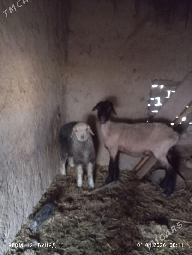 Guzyly goyun - Дашогуз - img 1