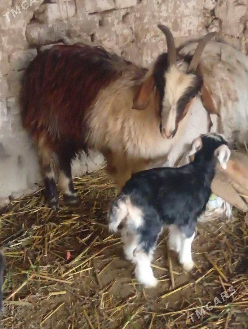 owlokly geci - Bäherden - img 1