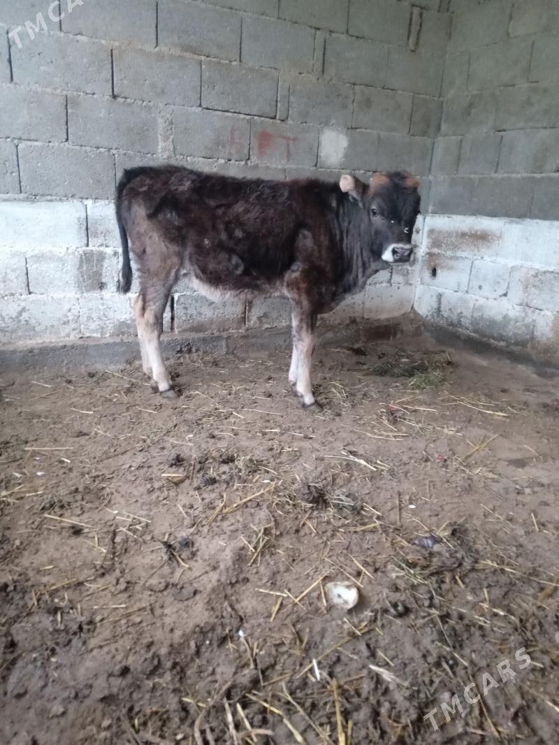 tuwe - Büzmeýin - img 1