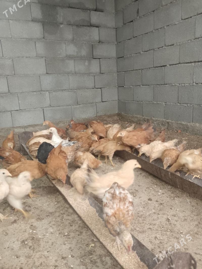 jüje jüýje - Гёкдепе - img 1