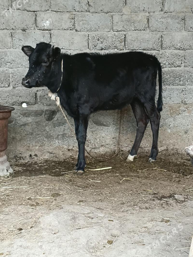 GIBRIT TUWE - Bäherden - img 1