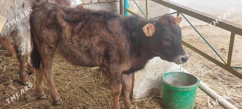 Tuwe - Änew - img 1