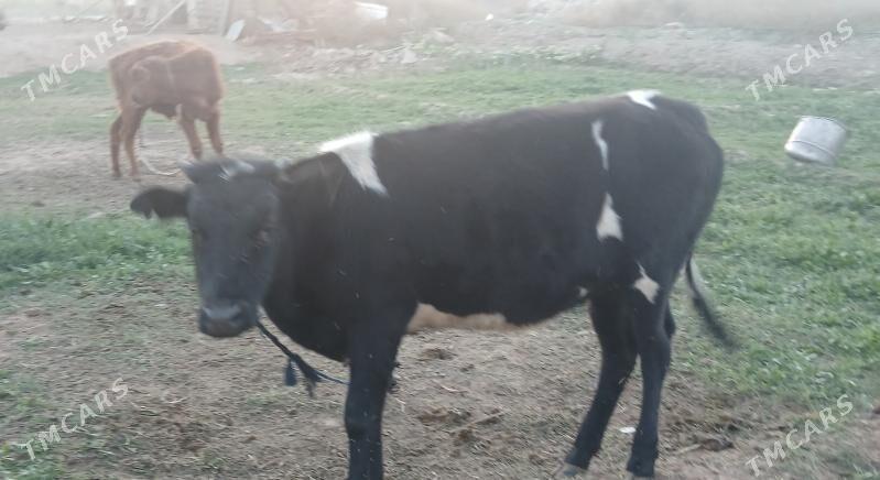 Tüwe - Tejen - img 1