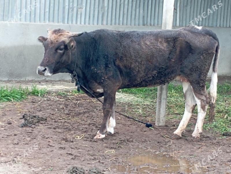 gysyr Sygyr - Gökdepe - img 1